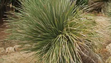 Photo of Cura della pianta Dasylirion serratifolium o Tehuizote