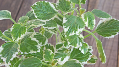 Photo of Cura della pianta del Plectranthus coleoides o della pianta dell’incenso