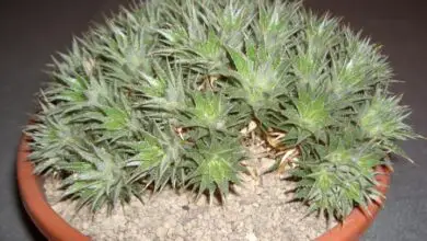 Photo of Cura della pianta Deuterocohnia brevifolia o Abromeitiella brevifolia