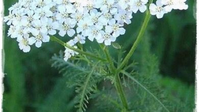 Photo of Cura della pianta di Achillea coarctata o Achilea