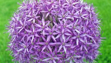 Photo of Cura della pianta di Allium neapolitanum o di aglio bianco