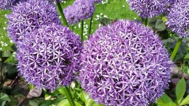 Photo of Cura della pianta di Allium sativum o Aglio