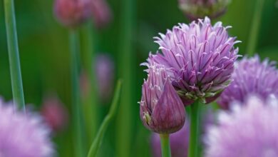 Photo of Cura della pianta di Allium schoenoprasum o dell’erba cipollina