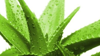 Photo of Cura della pianta di Aloe thraskii o Aloe de Costa