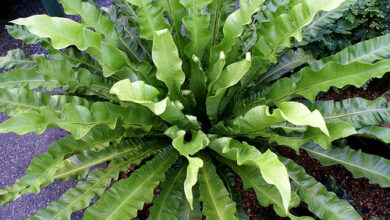 Photo of Cura della pianta di Asplenium nidus o Asplenio