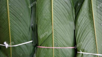 Photo of Cura della pianta di Calathea lutea o Bijao