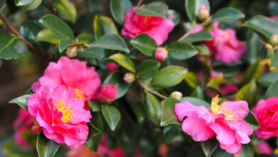 Photo of Cura della pianta di Camelia sasanqua o Camelia di Natale