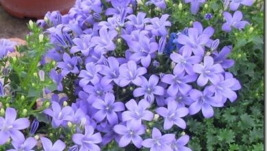 Photo of Cura della pianta di Campanula o Campanilla