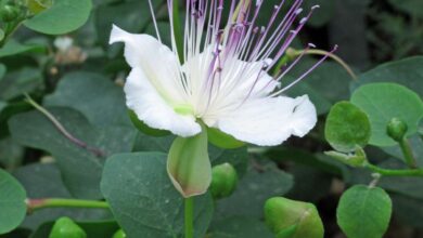 Photo of Cura della pianta di Capparis spinosa, Alcaparra o Alcaparro