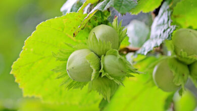 Photo of Cura della pianta di Corylus avellana o nocciola