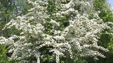 Photo of Cura della pianta di Crataegus monogyna, Biancospino o Majuelo