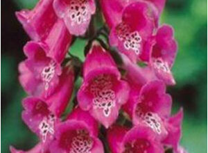 Photo of Cura della pianta di Digitalis purpurea, Dedalera o Guanto di volpe