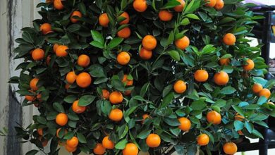 Photo of Cura della pianta di Fortunella, Kumquat o Arancia cinese