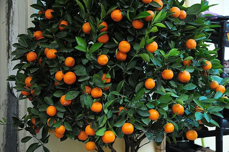 Fiori Alberi Giapponesi - Scegli la consegna gratis per ...