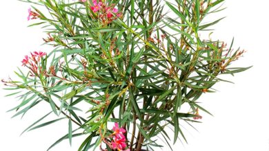 Photo of Cura della pianta di Grevillea robusta o dell’albero del fuoco