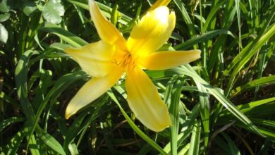 Photo of Cura della pianta di Hemerocallis o Giglio giallo