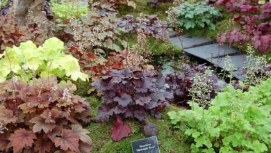 Photo of Cura della pianta di Heuchera o delle campane di corallo