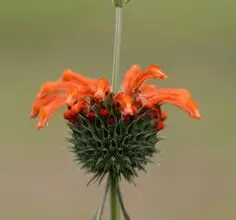 Photo of Cura della pianta di Leonotis nepetifolia o Flor de mundo