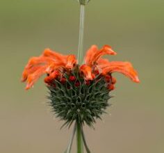 Photo of Cura della pianta di Leonotis nepetifolia o Flor de mundo