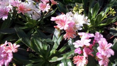 Photo of Cura della pianta di Lewisia cotiledone o Levisia