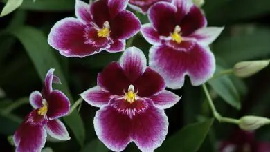 Photo of Cura della pianta di Miltoniopsis o dell’orchidea viola del pensiero