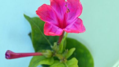 Photo of Cura della pianta di Mirabilis jalapa o Dondiego durante la notte