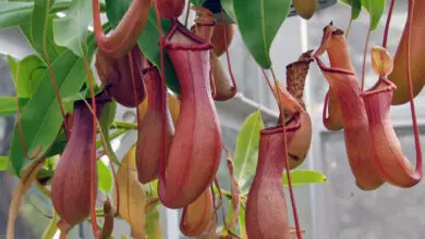 Photo of Cura della pianta di Nepenthes o Nepentes