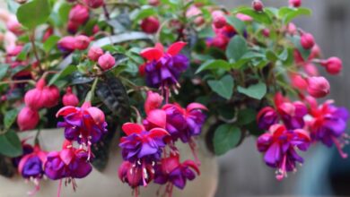 Photo of Cura della pianta di orecchini fucsia, fucsia o regina