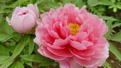 Photo of Cura della pianta di Paeonia o Peonia