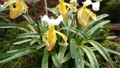 Photo of Cura della pianta di Paphiopedilum o Venere Sandalo