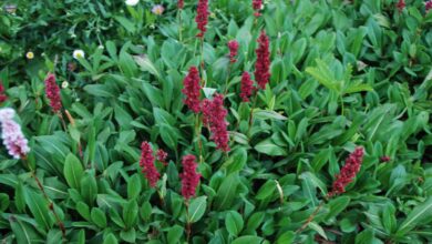 Photo of Cura della pianta di Persicaria affinis o Persicaria