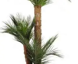 Photo of Cura della pianta di Phoenix o di Palm