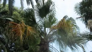 Photo of Cura della pianta di Phoenix reclinata o della palma senegalese