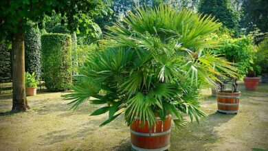 Photo of Cura della pianta di Phoenix roebelenii o Saw Palmetto