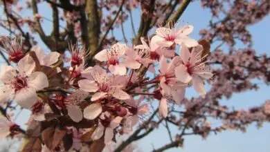 Photo of Cura della pianta di Prunus incisa o della ciliegia Fuji