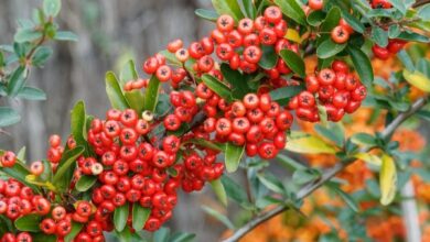 Photo of Cura della pianta di Pyracantha, Piracanta o Firethorn