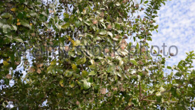 Photo of Cura della pianta di Quillaja saponaria o Quillay