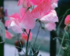 Photo of Cura della pianta di Ranunculus asiaticus, Francesilla o Ranunculus