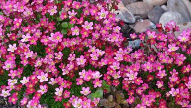 Photo of Cura della pianta di Saxifraga arendsii o Saxifraga