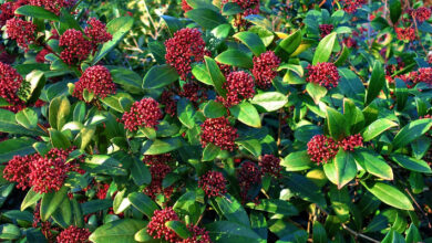 Photo of Cura della pianta di Skimmia japonica o Esquimia