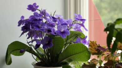 Photo of Cura della pianta di Streptocarpus x hybridus o Streptocarpus