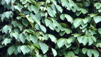 Photo of Cura della pianta di Tetrastigma voinierianum o Tetrastigma voinierianum