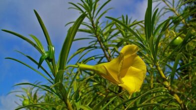 Photo of Cura della pianta di Thevetia peruviana, Oleandro giallo o Tevetia