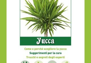 Photo of Cura della pianta di Yucca rostrata o Amole