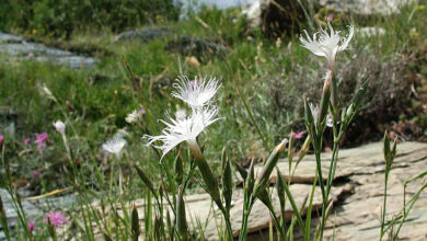 Photo of Cura della pianta Dianthus anatolicus o garofano anatolico