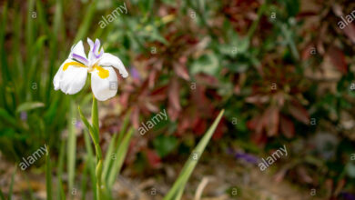 Photo of Cura della pianta Dieta iridioide o Giglio africano