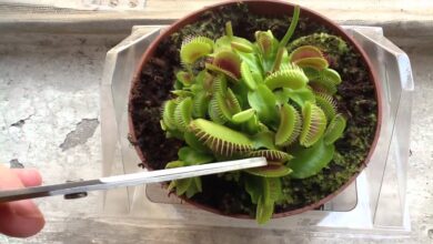 Photo of Cura della pianta Dionaea muscipula o Venere Flytrap