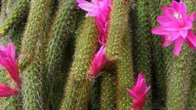Photo of Cura della pianta Disocactus flagelliformis o Cactus junco