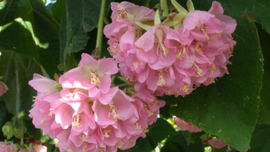 Photo of Cura della pianta Dombeya burgessiae o Dombella rosa