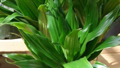 Photo of Cura della pianta Dracaena fragans o Brasile Trunk